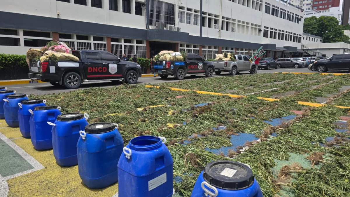 dncd-incauta-mas-de-3,500-plantas-de-marihuana-en-operativo-realizado-en-san-jose-de-ocoa